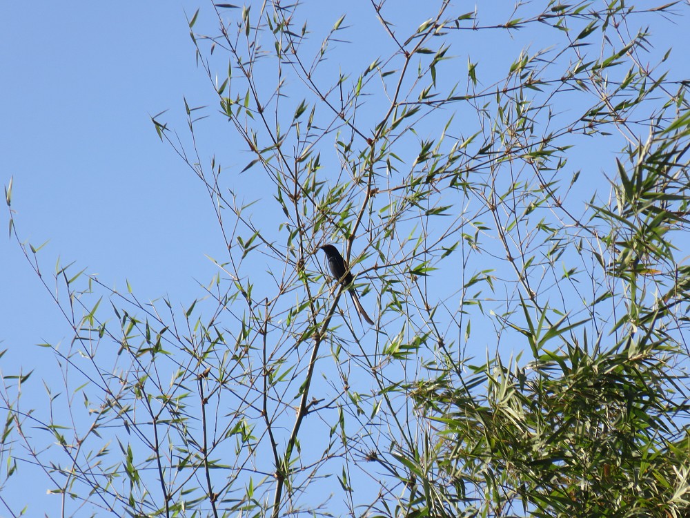 Svartdrongo