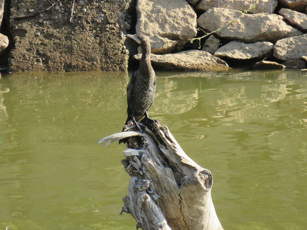 Cormorán de Java