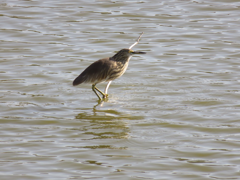 Indian Pond-Heron