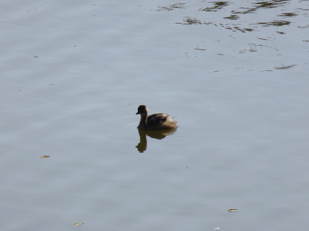 Little Grebe