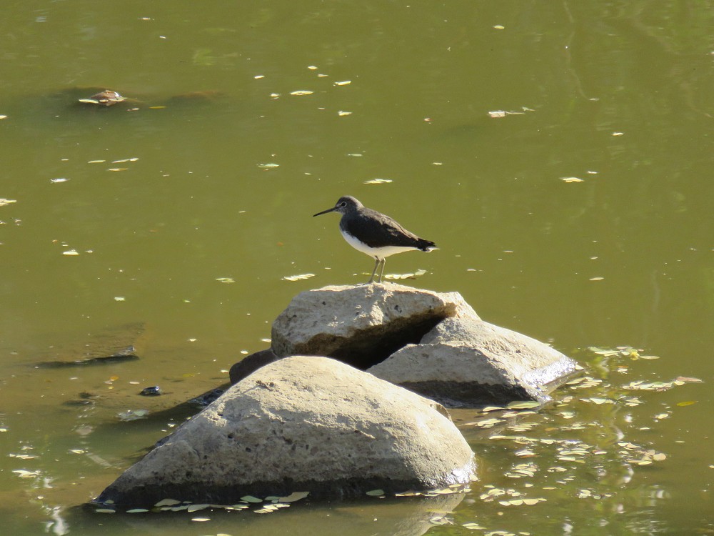 Waldwasserläufer