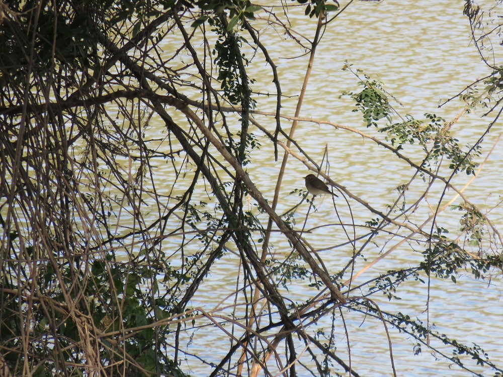 Asian Brown Flycatcher