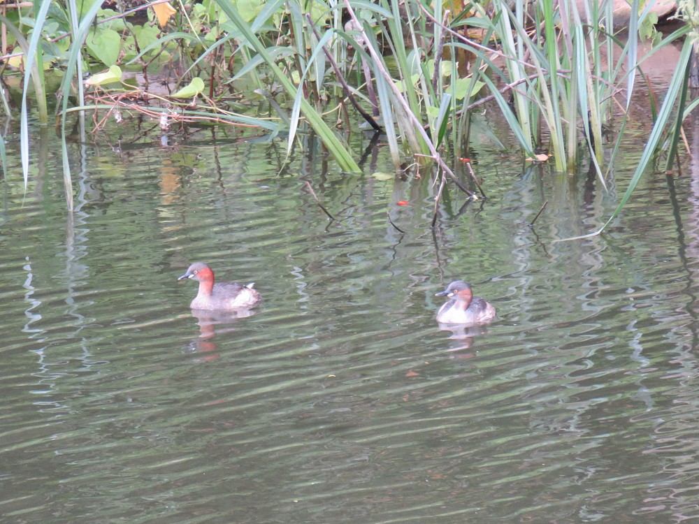 Little Grebe