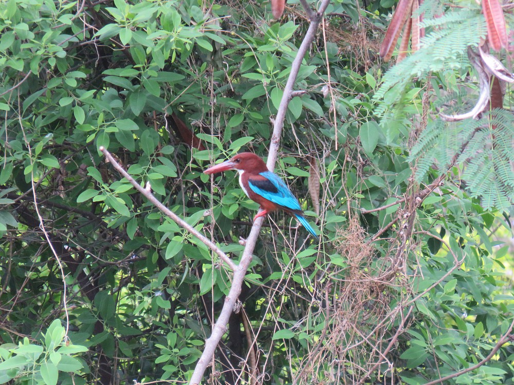 White-throated Kingfisher