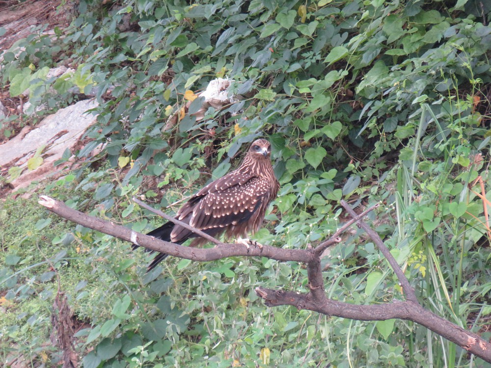 Black Kite