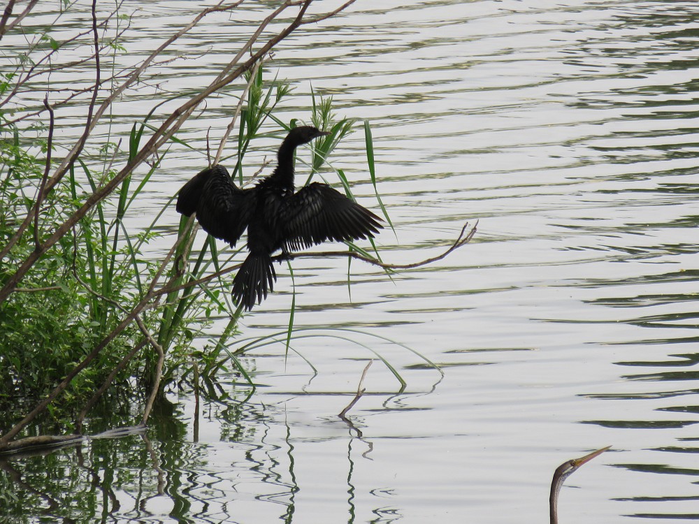 Little Cormorant