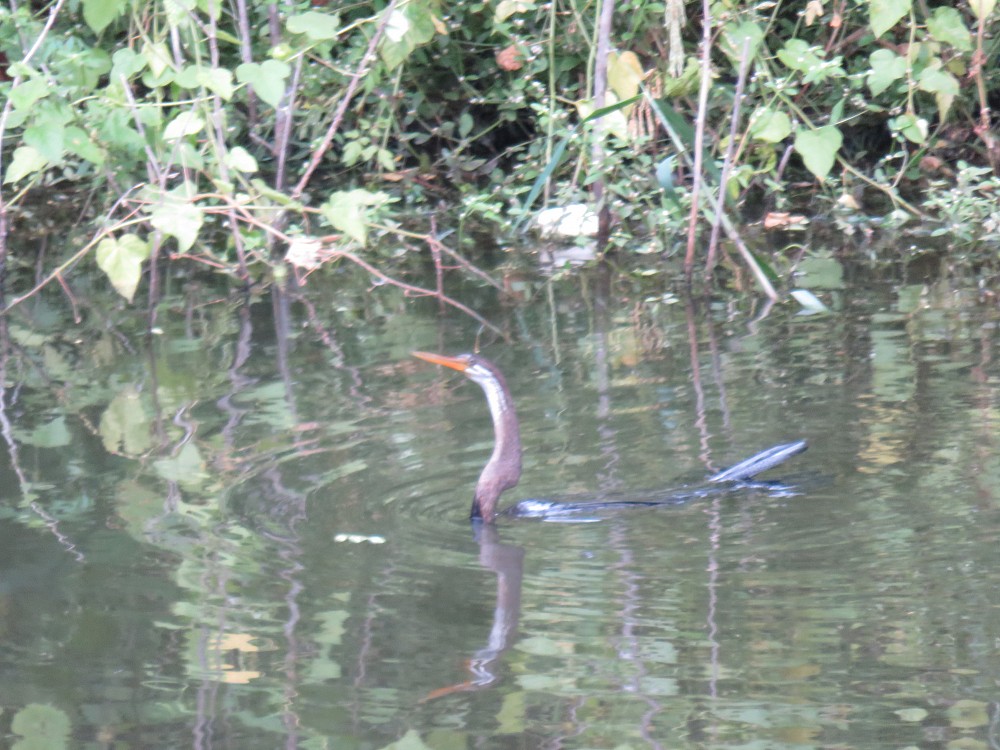 Anhinga roux