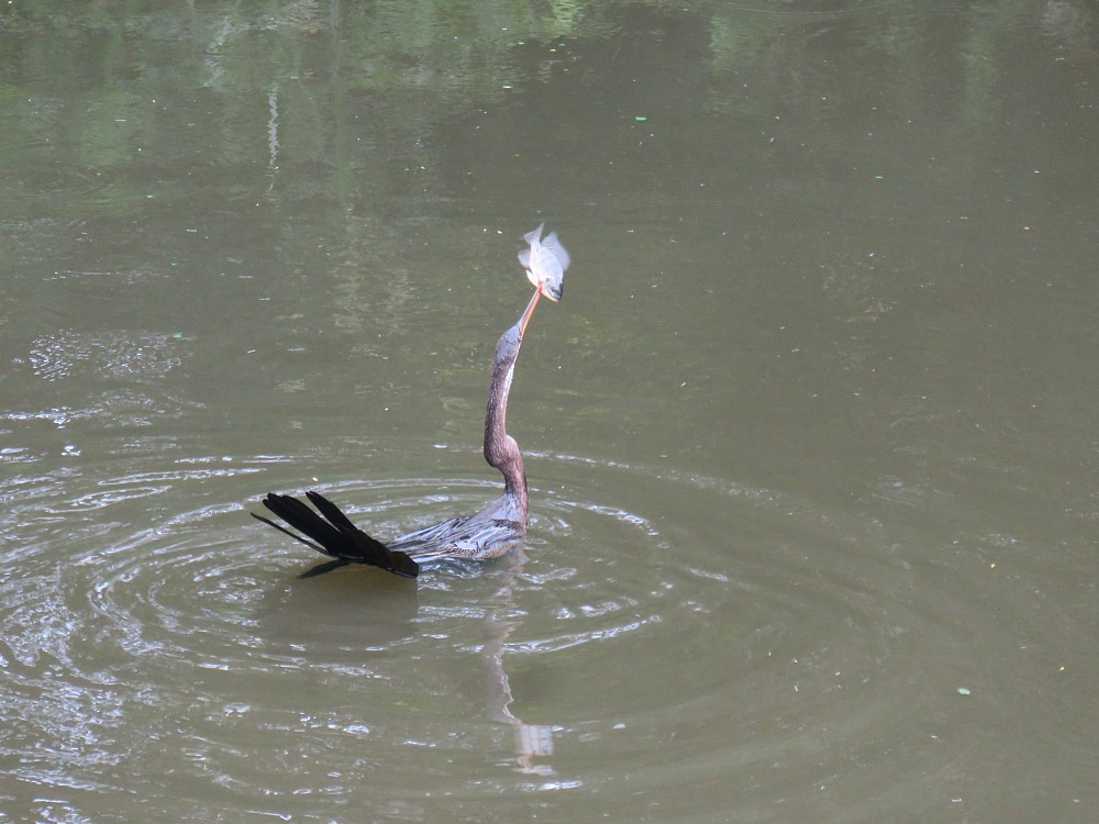 Anhinga roux