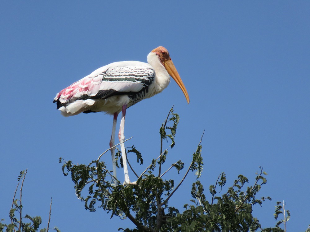 Painted Stork