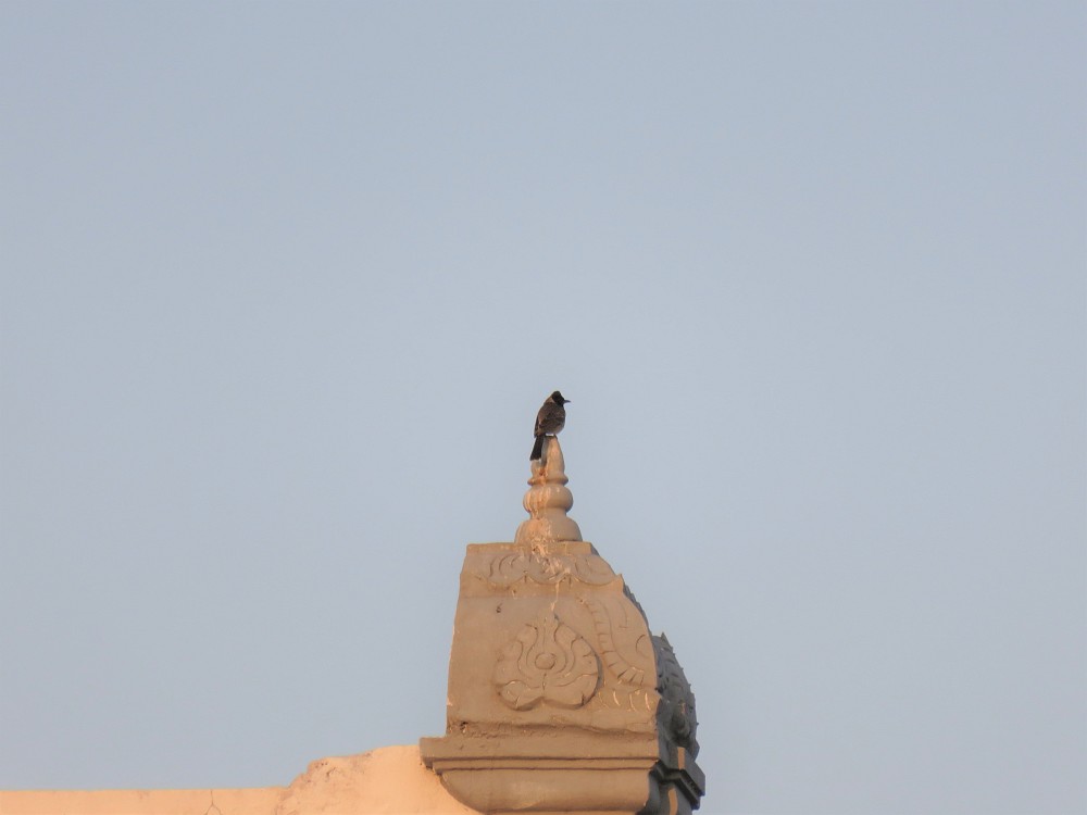 Bulbul dal sottocoda rosso