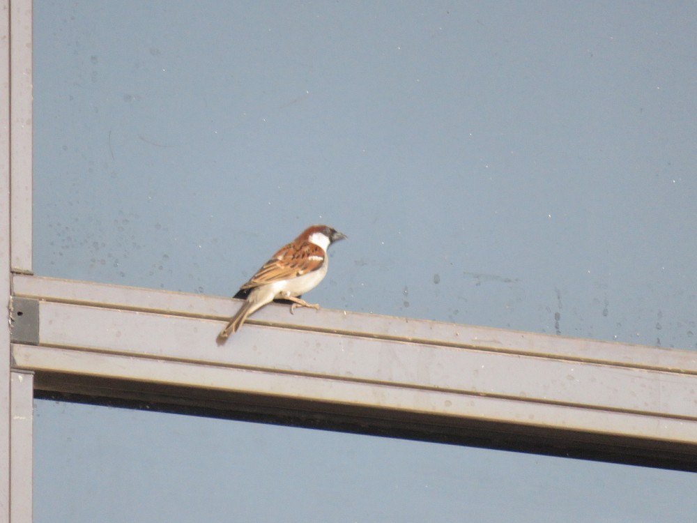 Mantralayam, Andhra Pradesh, India (India)