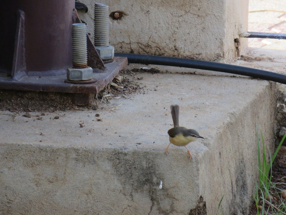 Prinia cenerina