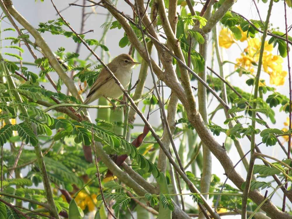 Booted Warbler