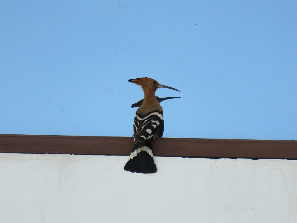 Eurasian Hoopoe