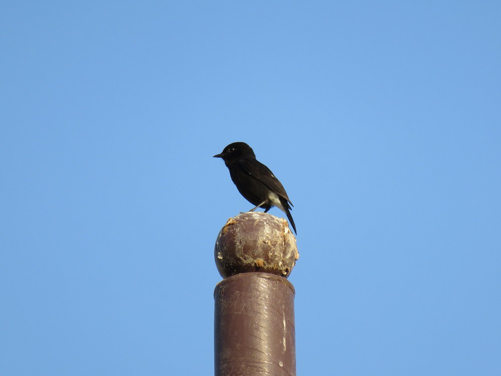 Pied Bushchat