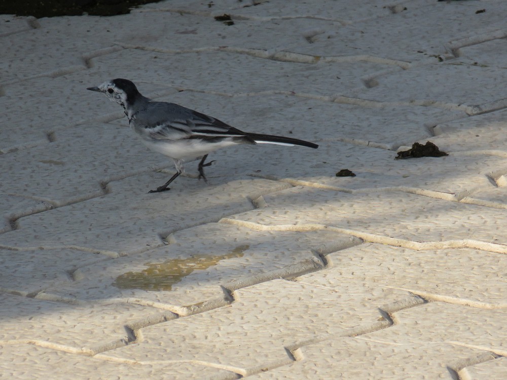 White Wagtail