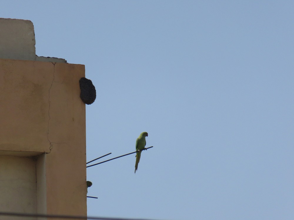 Rose-ringed Parakeet