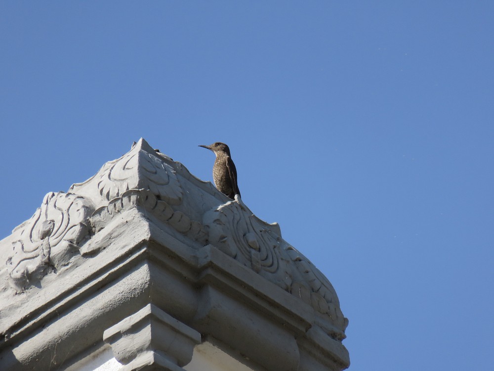 Roquero Solitario