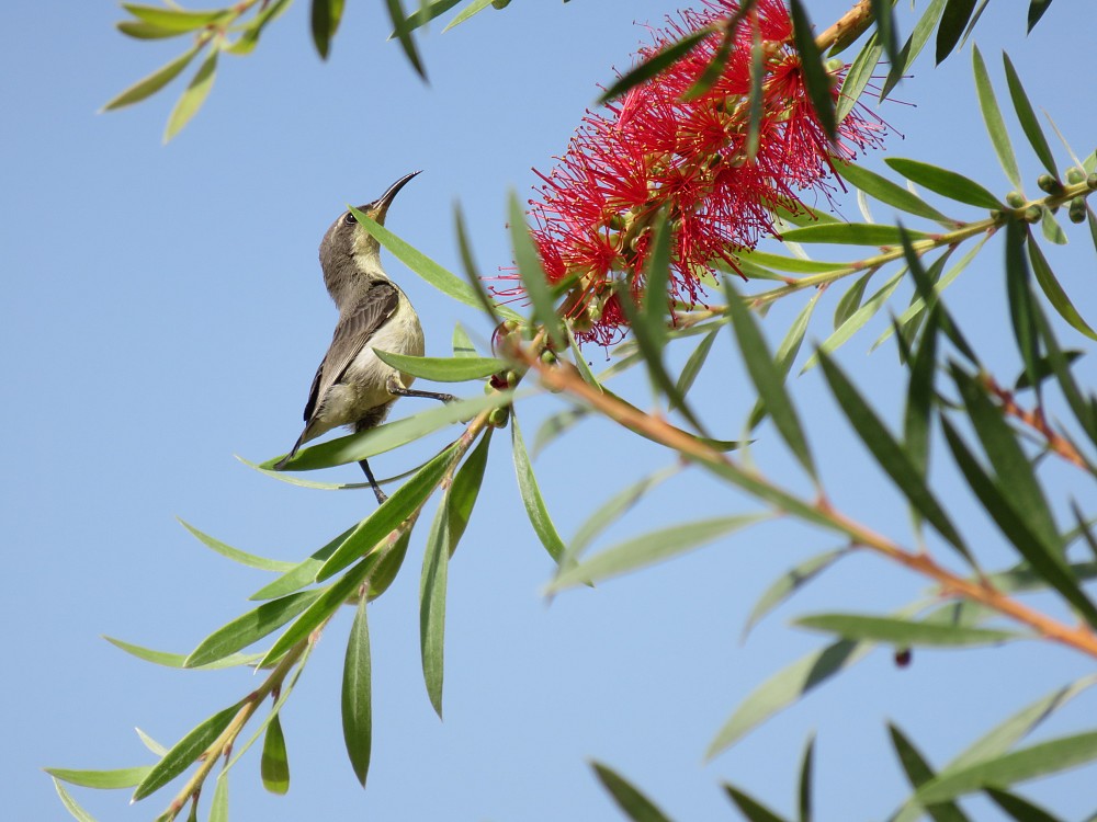 Purple Sunbird