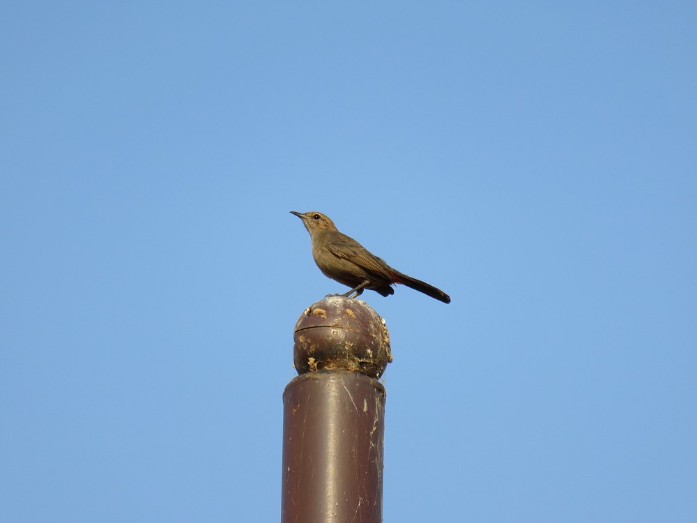 Indian Robin