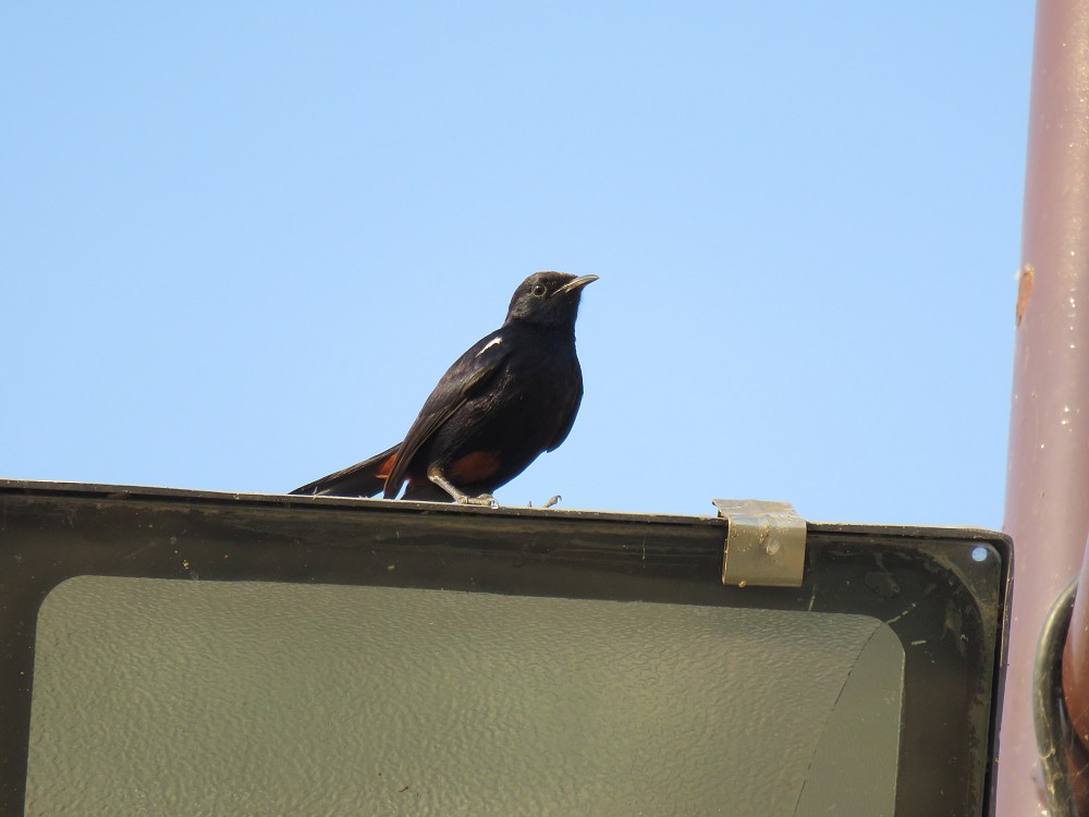 Indian Robin