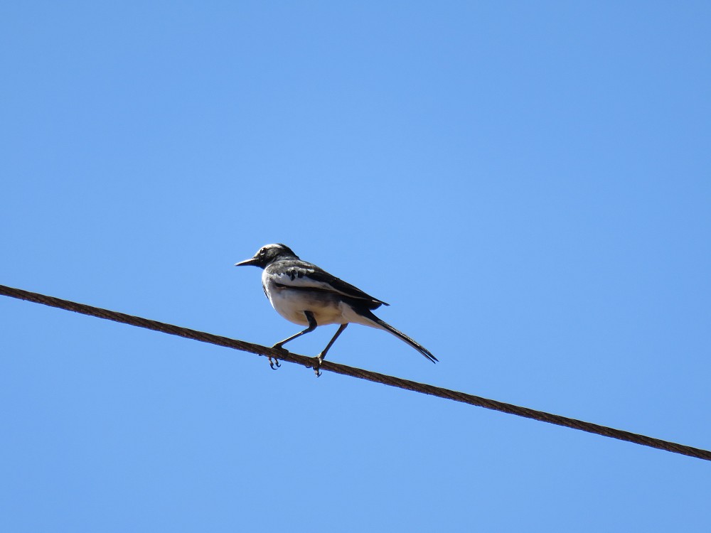 White-browed Wagtail