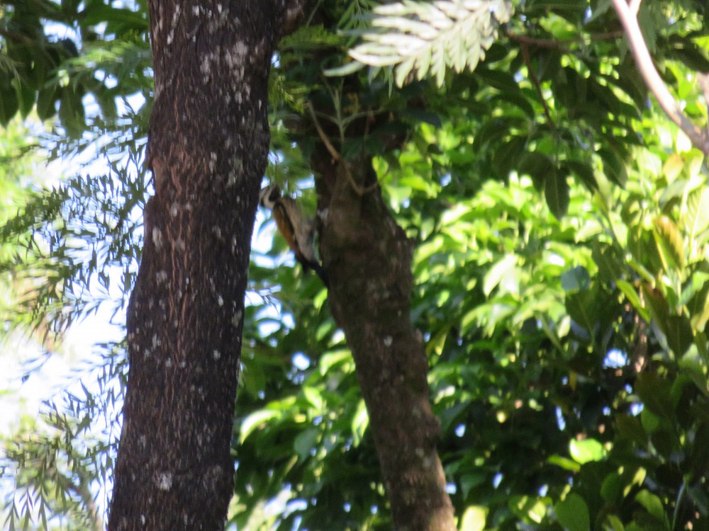 Bulbul orphée