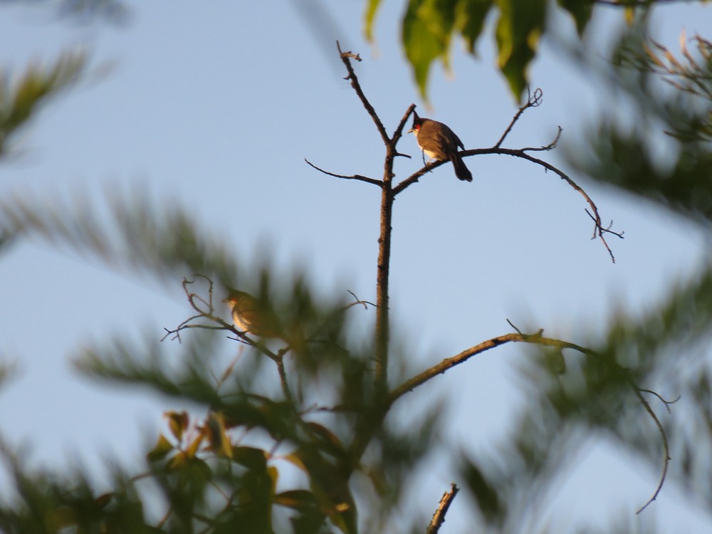 Bulbul Orfeo