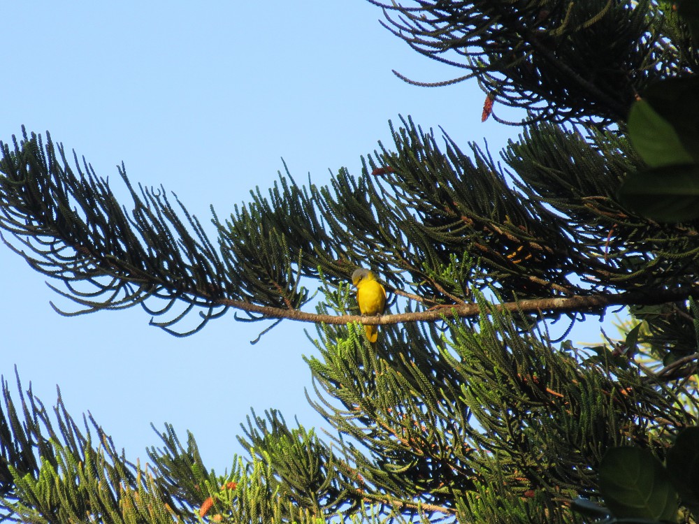 Scarlet Minivet