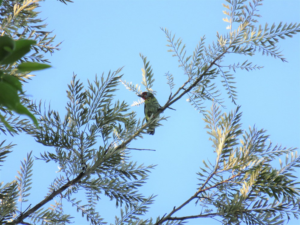 Barbu à couronne rouge