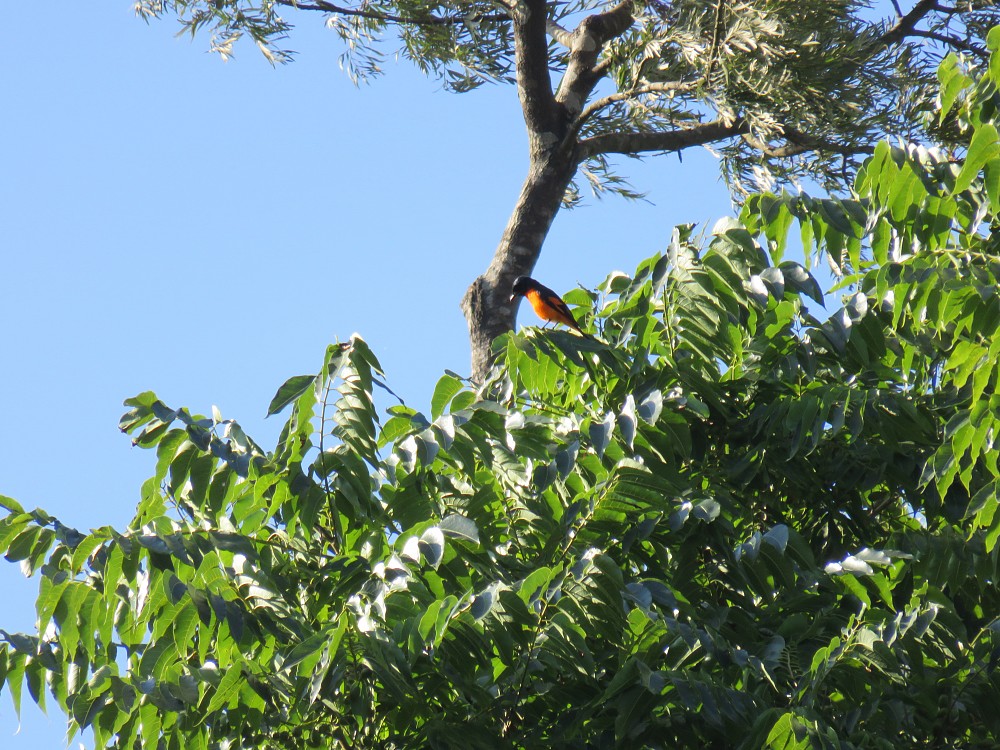 Minivet scarlatto