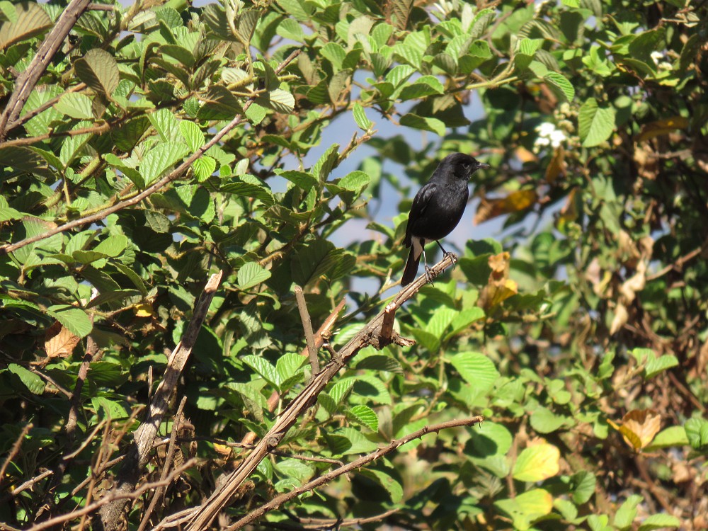 Pied Bushchat