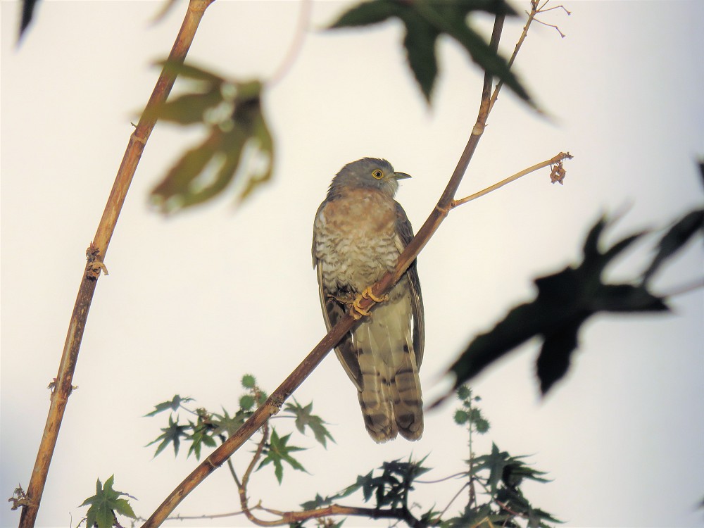 Common Hawk-Cuckoo