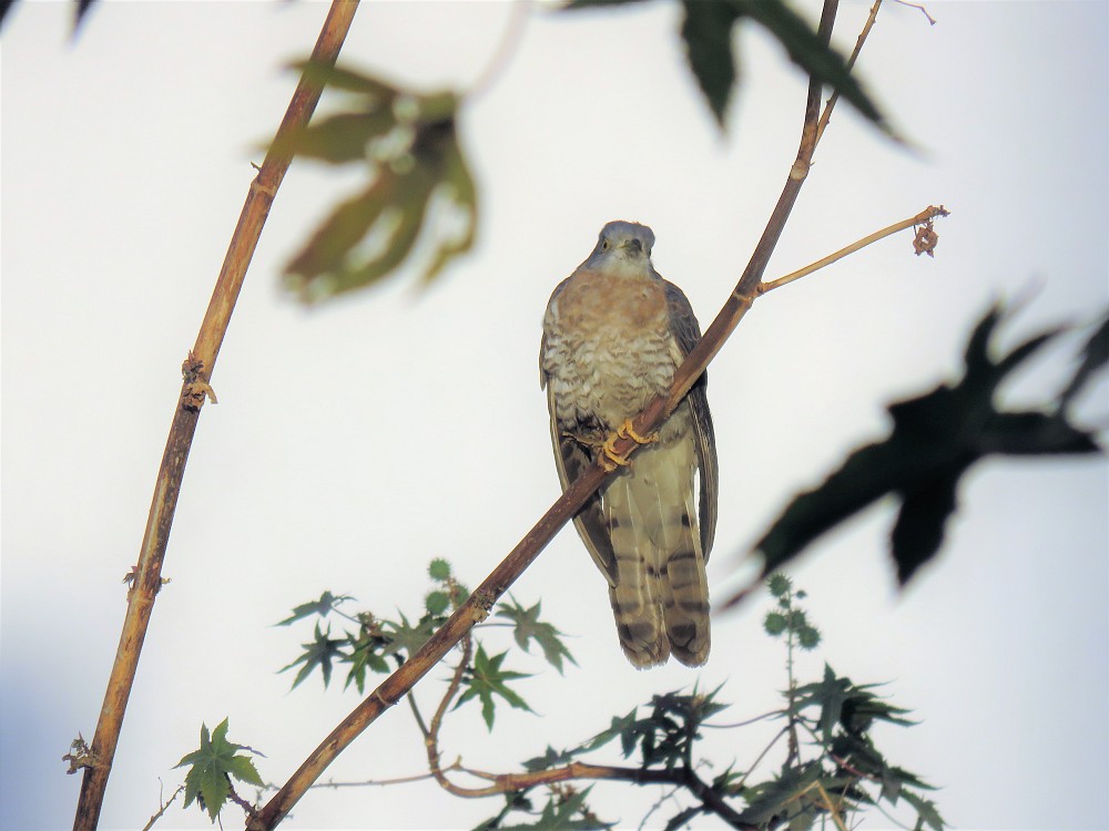 Common Hawk-Cuckoo