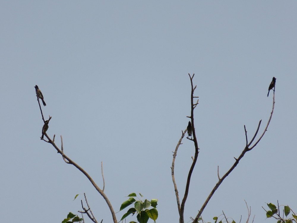 Bulbul dal sottocoda rosso