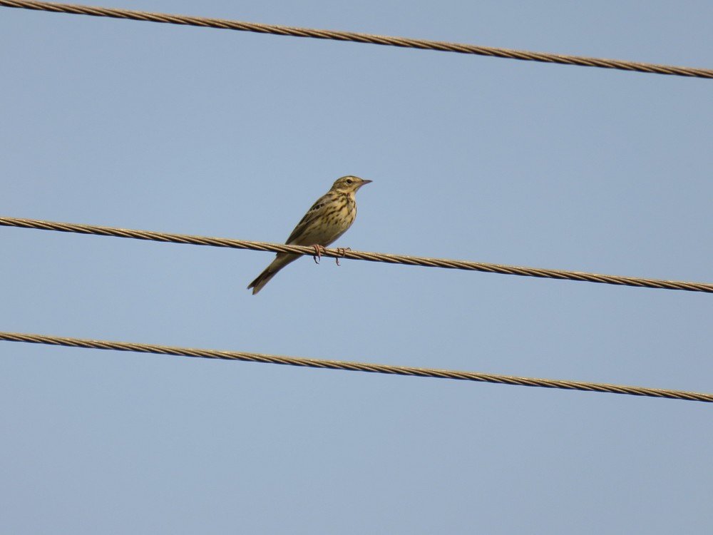 Tree Pipit