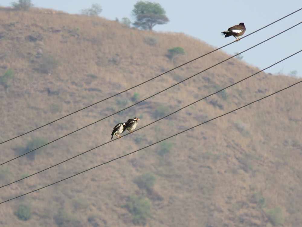 Asian Pied Starling