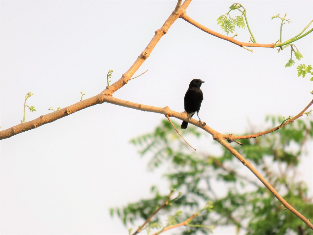 Pied Bushchat