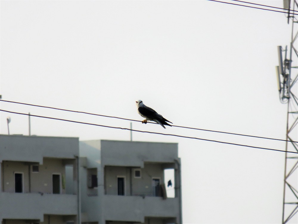 Black-shouldered Kite