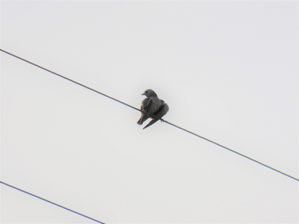 Ashy Woodswallow