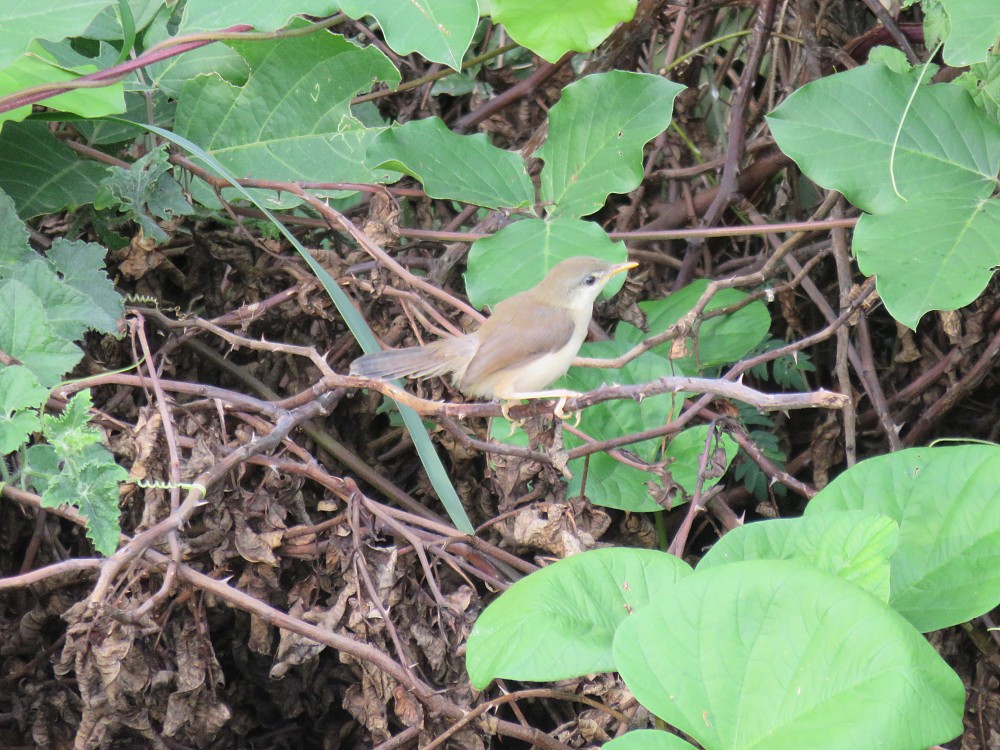 Thick-billed Warbler