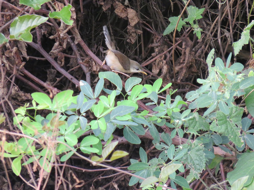 Thick-billed Warbler