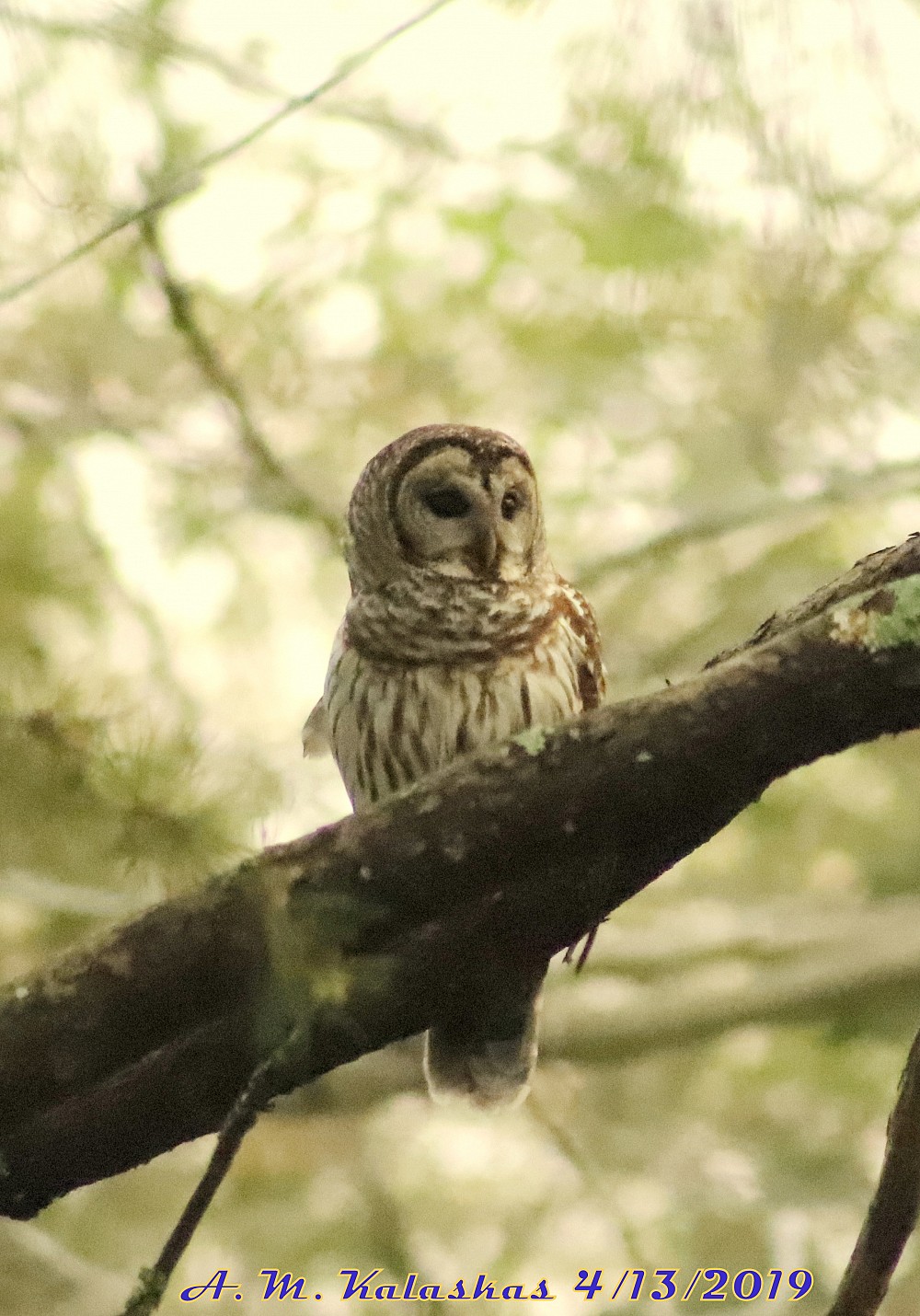 Barred Owl