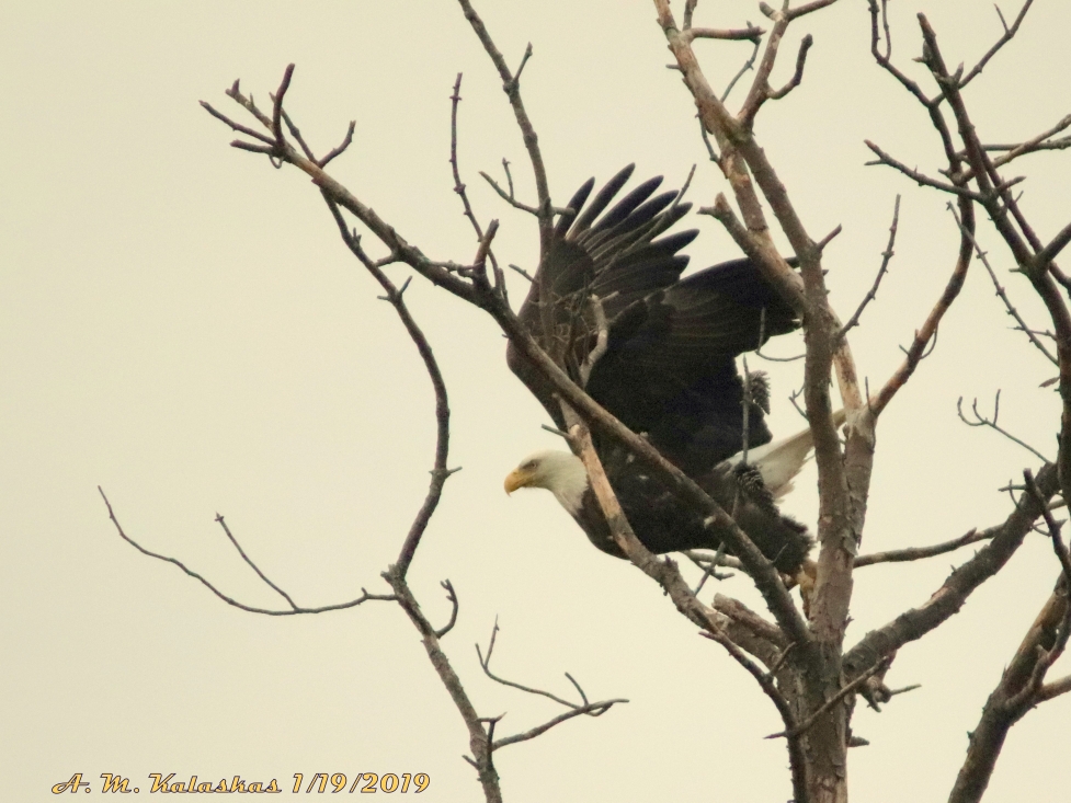 37.21,-76.75 Colonial Parkway, Williamsburg Va, Between marker K31 and K32. (США)