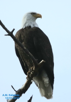 37.23,-76.70 College Creek Beach area, colonial Parkway Williamsburg va  (United States)