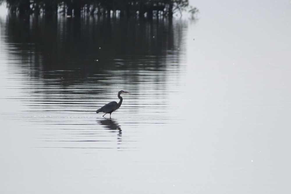 37.23,-76.70 College Creek Beach area, colonial Parkway Williamsburg va  (États-Unis)