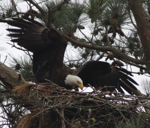 Bald Eagle