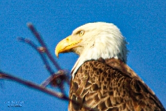 37.22,-76.72 Colonial Parkway, Marker K29, Williamsburg Va (США)