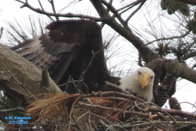 Bald Eagle