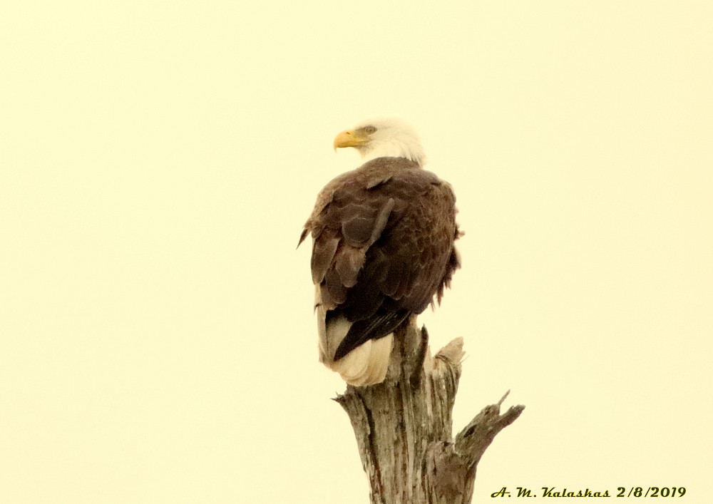 37.23,-76.69, College Creek Bridge, Colonial Parkway, Williamsburg va, (Estados Unidos)